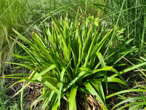 Luzula sylvatica groenblijvend veldbies siergras