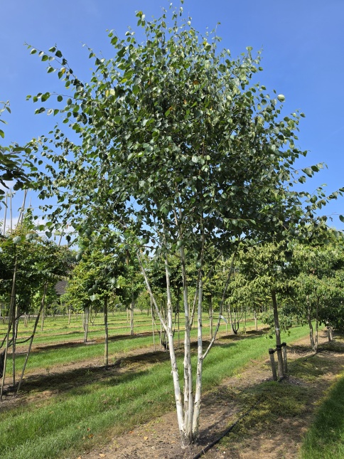 Betula utilis voorjaar 2025