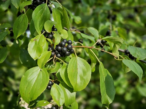 Wegedoorn met zwarte bessen vanaf augustus