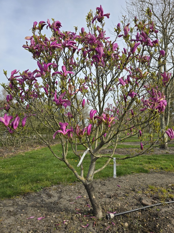Magnolia 'Susan'
