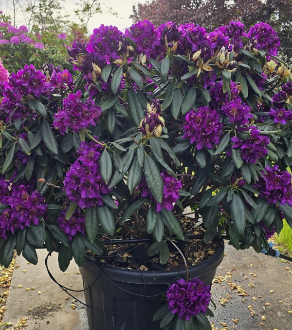 Rododendron met paars-paarse bloei