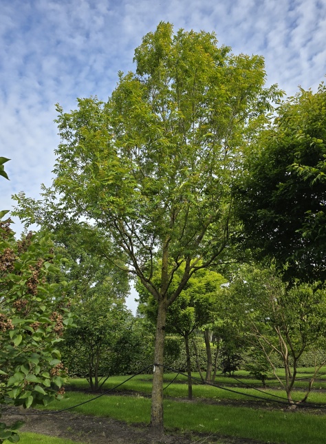 Pterocaryca Fraxinifolia als boom halfstam tussen de rode beuken zomer 2023