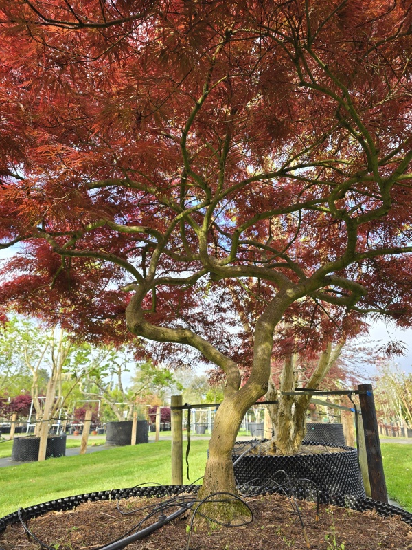 Japanse esdoorn 'Garnet'