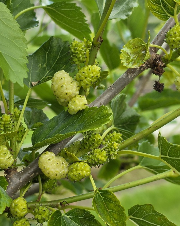 Weißer Maulbeerbaum