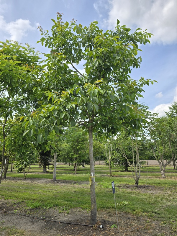 Walnotenboom als parasolboom