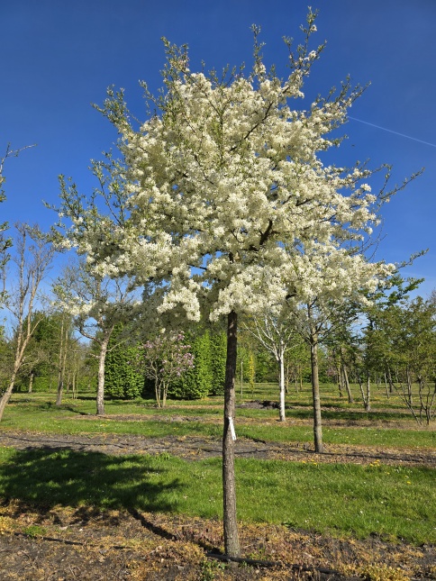 Sierappel 'Brouwers Beauty', hoogstam met witte bloemen