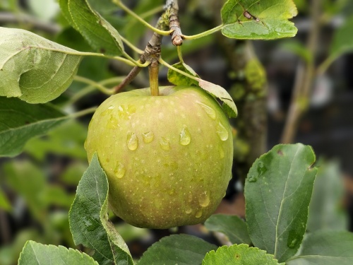 handappel Golden Delicious is al jaren heel bekend in appelland