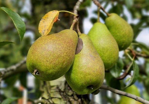 Pyrus communis 'Bonne Louise d'Avranches'
