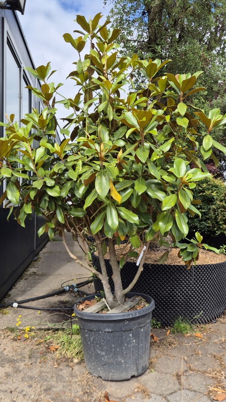 Groenblijvende Magnolia