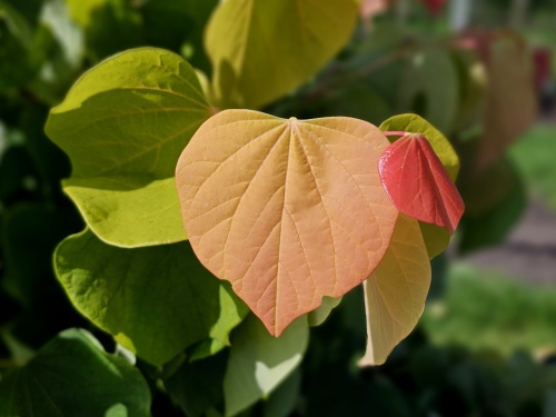 Cercis can. 'The Rising Sun'