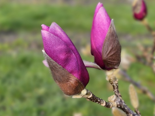 Magnolia 'Cleopatra'