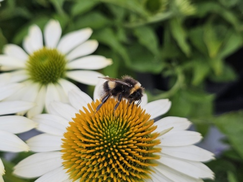 De geopende bloem van de witte zonnehoed