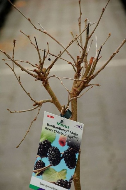 Mojo Berry - Morus BonBonBerry 'Mojo Berry'