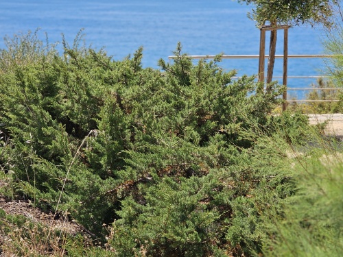 Jeneverbes - Juniperus virginiana