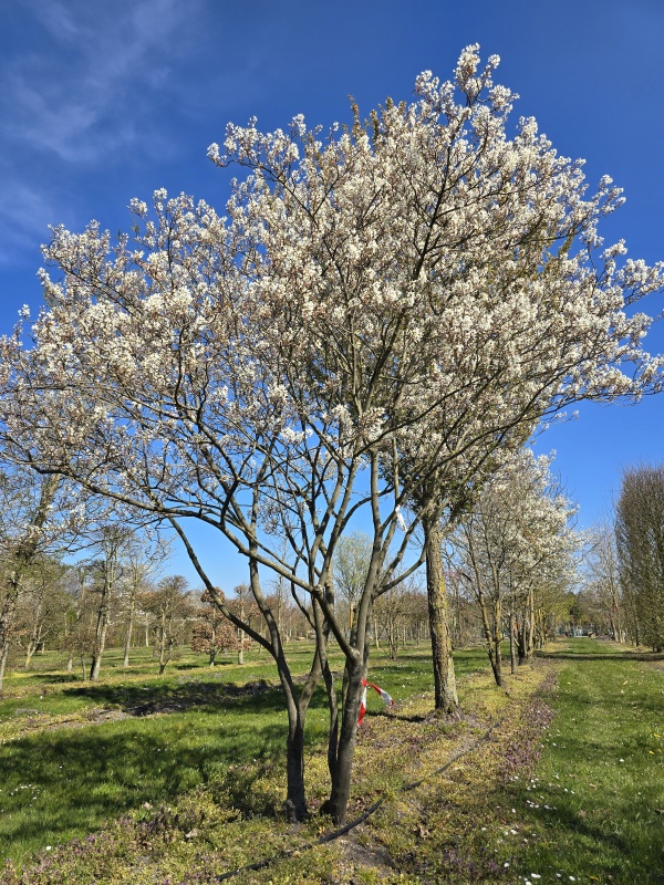 Krentenboompje