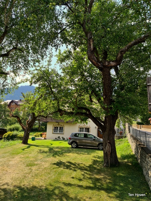 Malus domestica Gravensteiner.  oud ras in Matrei 2022