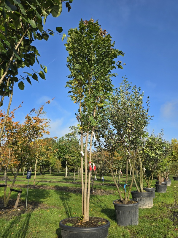 Chinese Vernisboom
