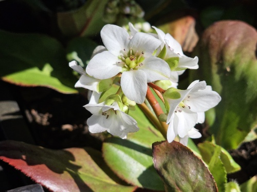 Bergenia is een wintergroene grootbladige bodembedekker met voorjaarsbloei