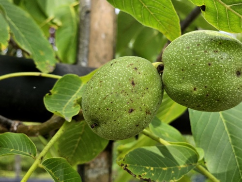 Walnoot 'Plovdivski' noot  klaar voor gebruik