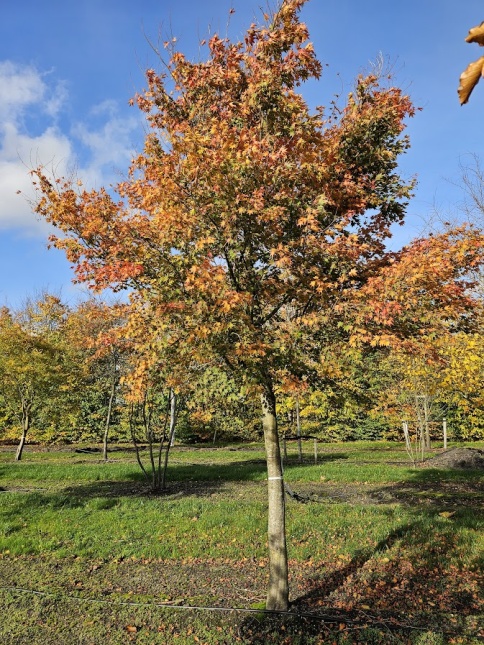Groenbladige Japanse Esdoorn met herfstkleuren.  hoogstamboom nov 2025