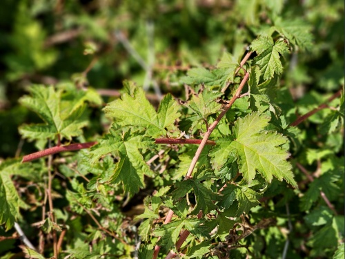 Kransspirea - Stephanandra incisa 'Crispa'
