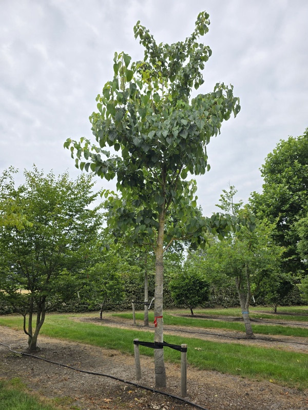 Hoogstam Oranjekers als herdenkingsboom