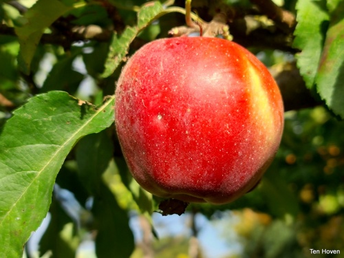 Appel 'Gloster' - Malus domestica 'Gloster'
