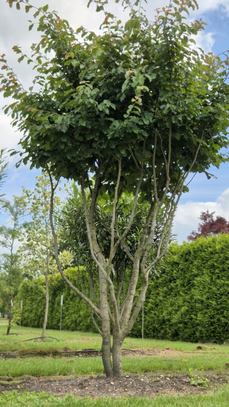 Perzisch IJzerhout