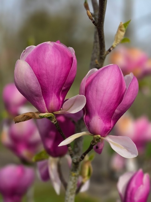Magnolia 'Lennei' met prachtige roze bloemen