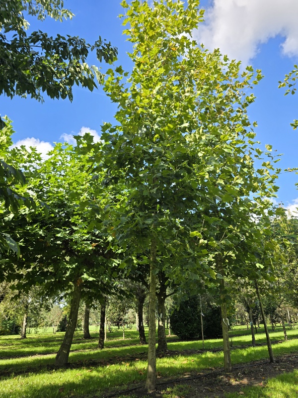 Platane