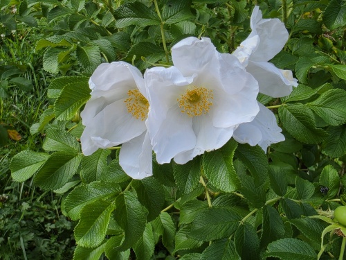 Rosa Rugosa 'Alba'