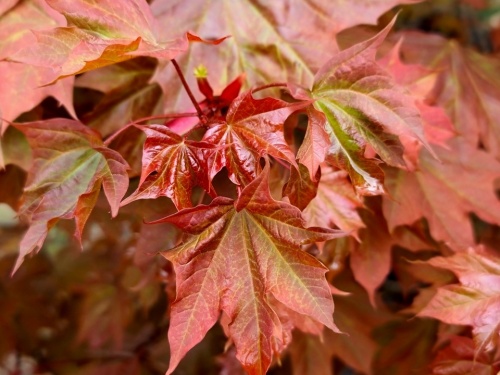 Acer ample surprise