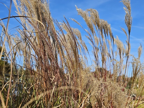 Prachtriet - Miscanthus sin. 'Kleine Silberspinne'