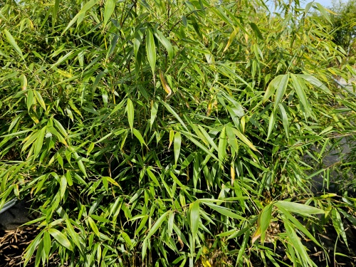 Fargesia 'Pingwu'