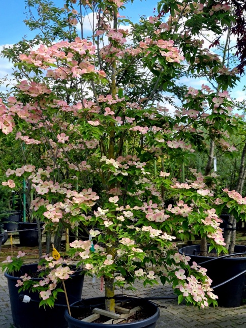 Cornus Stellar Pink.  mooi, mooier, MOOIST........