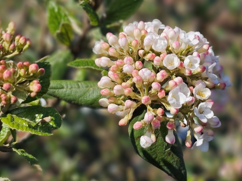Viburnum x Burkwoodii bloeit en geurt in april