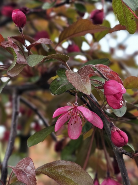 Malus toringo ‘Freja’