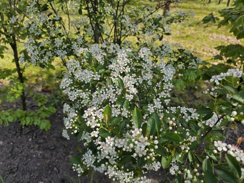Aronia melanocarpa 'Hugin'