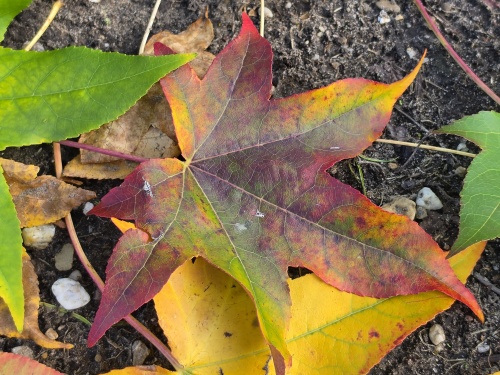 Amberboom, tuinbonsai - Liquidambar styraciflua