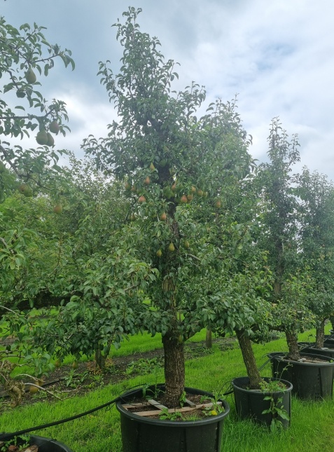 Handpeer 'Bonne Louise d'Avranches' - Pyrus communis 'Bonne Louise d'Avranches'