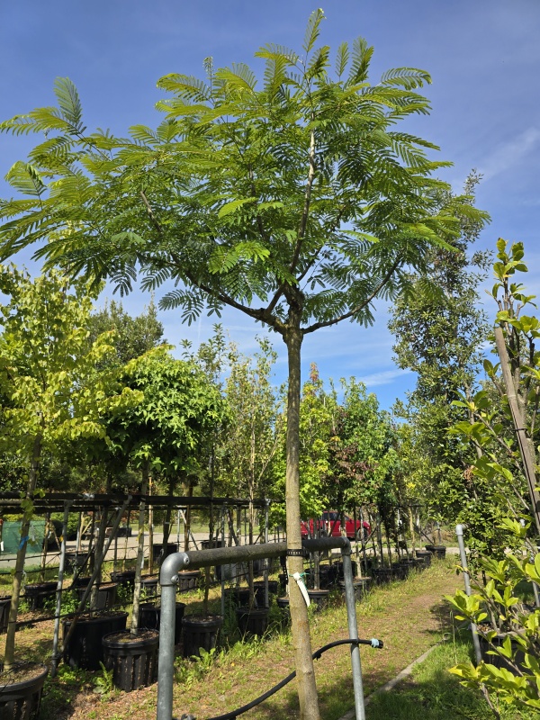Perzische Slaapboom 'Ombrella'