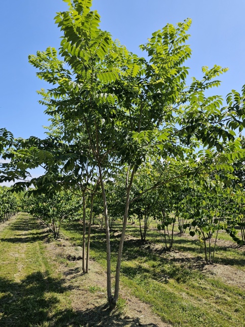 Phellodendron amurense
