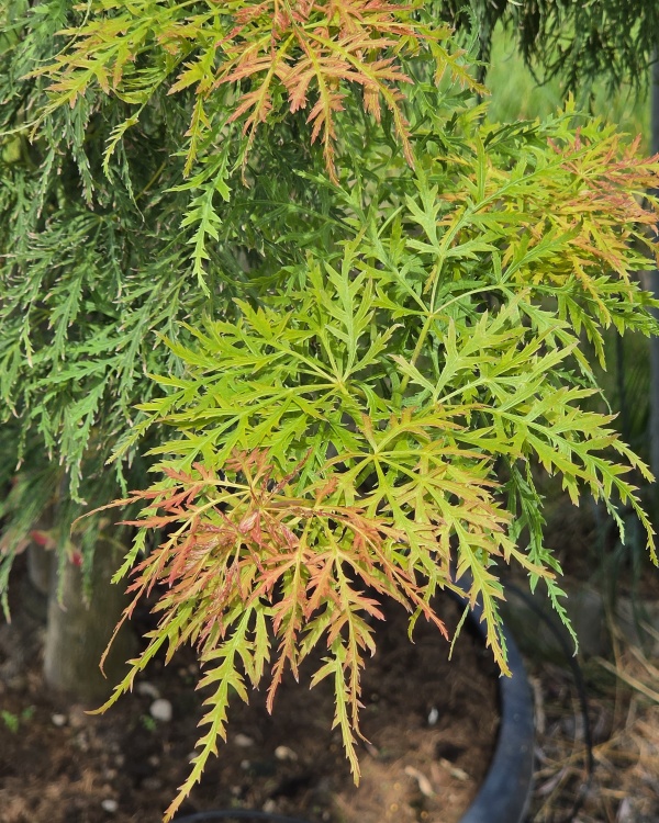 Japanse dwerg esdoorn
