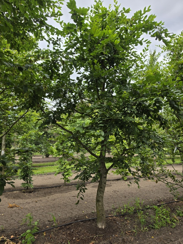 Speelboom,  klimboom, vogelboom,