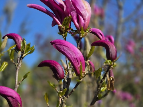 Magnolia 'Susan', beveerde stam