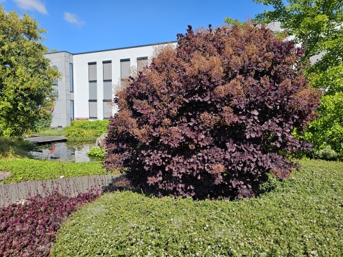 Roodbladige pruikenboom in mei