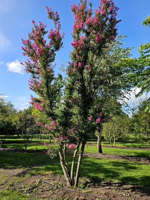 Bloemen van de Lagerstroemia indica 'Rosea', meerstammig