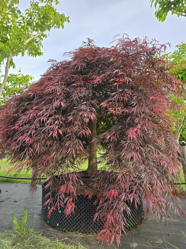 Japanischer Ahorn „Garnet“