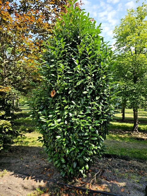 Prunus laur. Genolia opgaand groeiende haaglaurier.