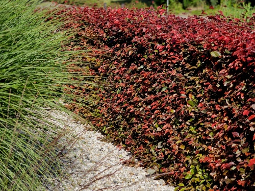 Fagus atropunicea rode beukenhaag in mei